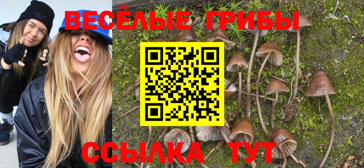 Вологда  Псилоцибиновые грибы MAGIC MUSHROOMS  Вход с VPN 